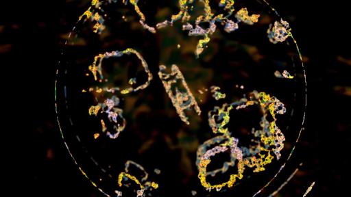 excerpt of Ode à la fin du monde